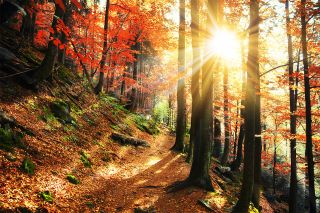 Foto: Herbstliche Landschaft
