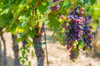 Foto: Weinreben